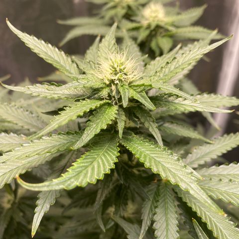 Cookies USA growlog timeline photo