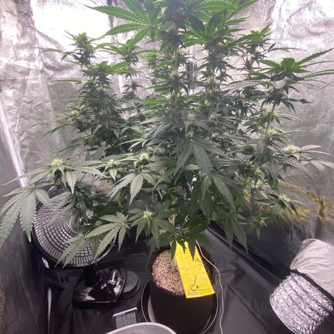 Cookies USA growlog timeline photo