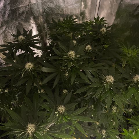 Cookies USA growlog timeline photo