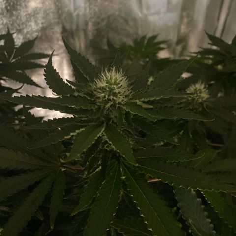 Cookies USA growlog timeline photo