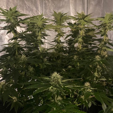 Cookies USA growlog timeline photo
