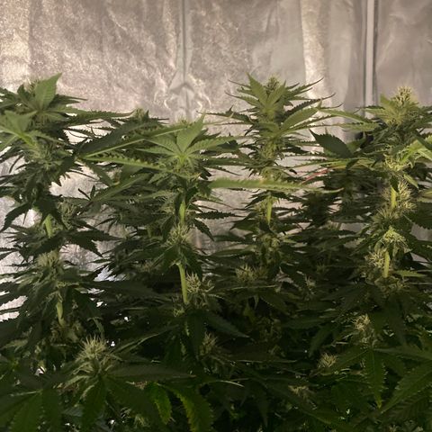 Cookies USA growlog timeline photo