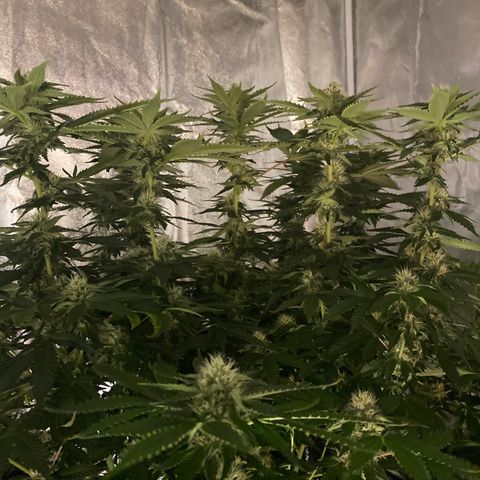 Cookies USA growlog timeline photo