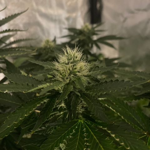 Cookies USA growlog timeline photo