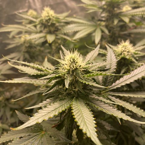 Cookies USA growlog timeline photo