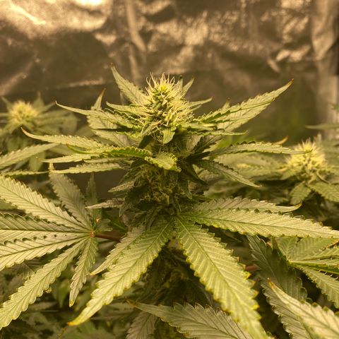 Cookies USA growlog timeline photo