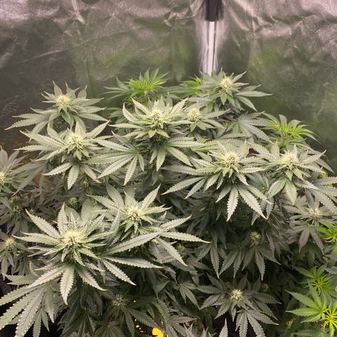 Cookies USA growlog timeline photo
