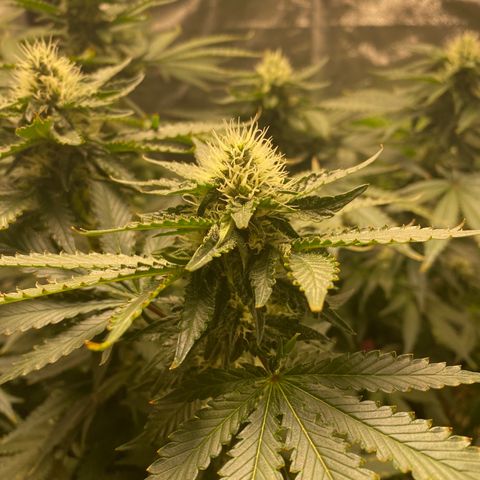 Cookies USA growlog timeline photo