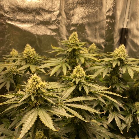 Cookies USA growlog timeline photo