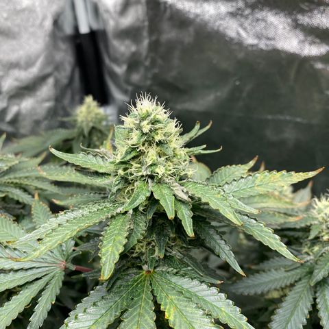 Cookies USA growlog timeline photo