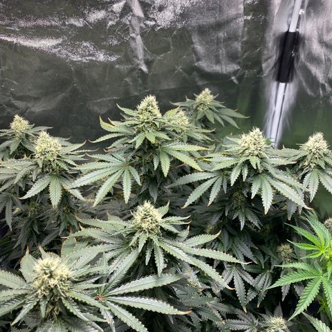 Cookies USA growlog timeline photo