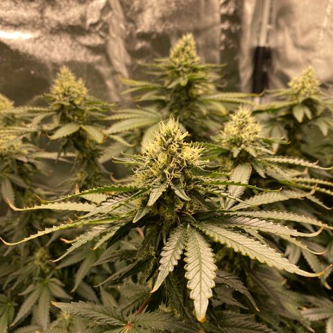 Cookies USA growlog timeline photo