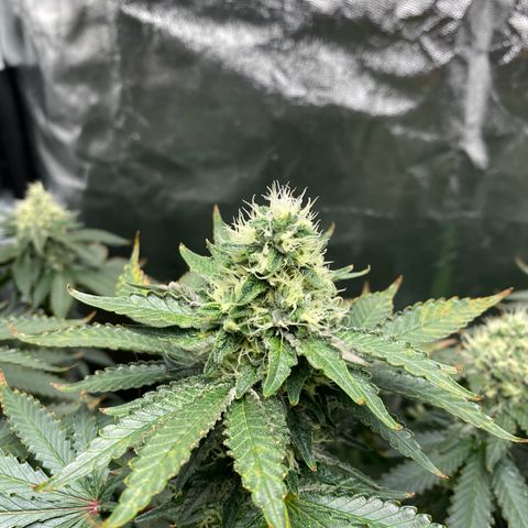 Cookies USA growlog timeline photo