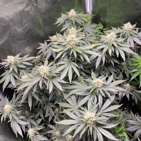 Cookies USA growlog timeline photo