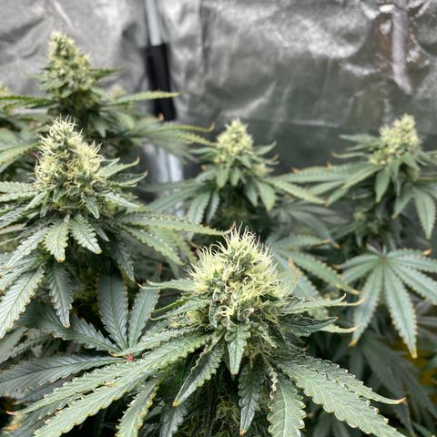 Cookies USA growlog timeline photo