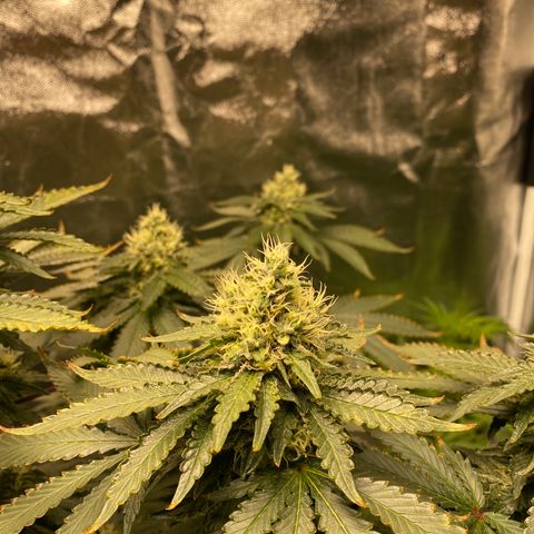 Cookies USA growlog timeline photo