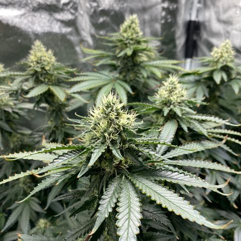 Cookies USA growlog timeline photo