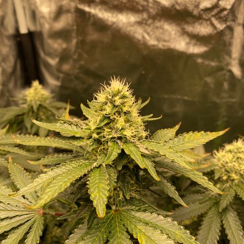 Cookies USA growlog timeline photo