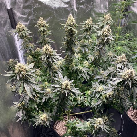 Cookies USA growlog photo: Feito Defoliação final da 6 semana 