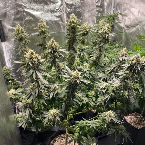 Cookies USA growlog photo: Feito Defoliação final da 6 semana 