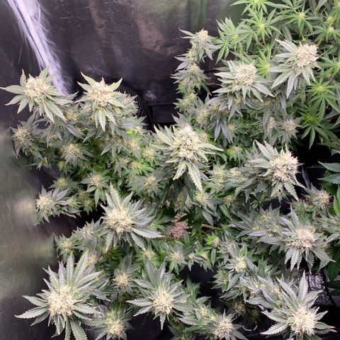 Cookies USA growlog photo: Feito Defoliação final da 6 semana 