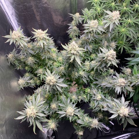 Cookies USA growlog photo: Feito Defoliação final da 6 semana 