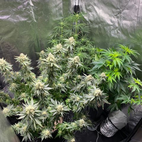 Cookies USA growlog photo: Feito Defoliação final da 6 semana 