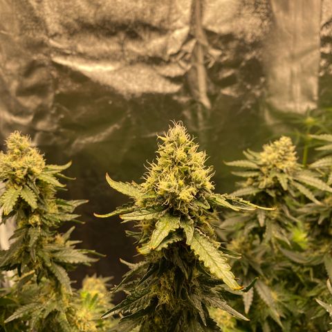Cookies USA growlog timeline photo