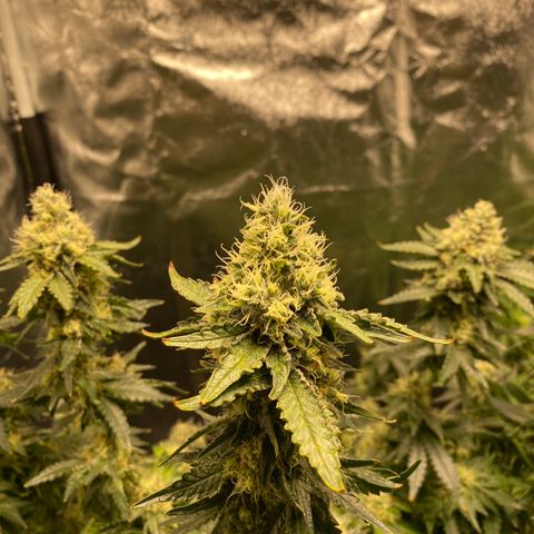 Cookies USA growlog timeline photo