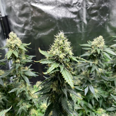 Cookies USA growlog timeline photo