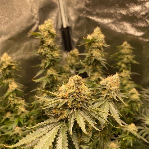 Cookies USA growlog timeline photo