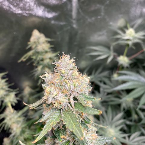 Cookies USA growlog timeline photo