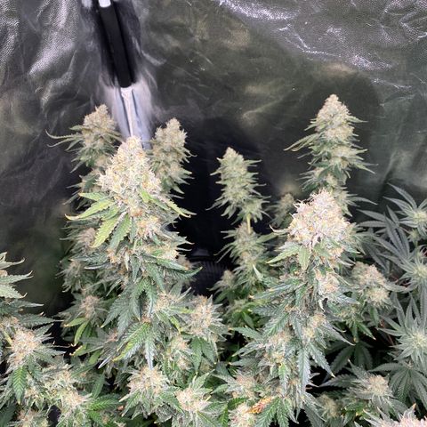 Cookies USA growlog timeline photo