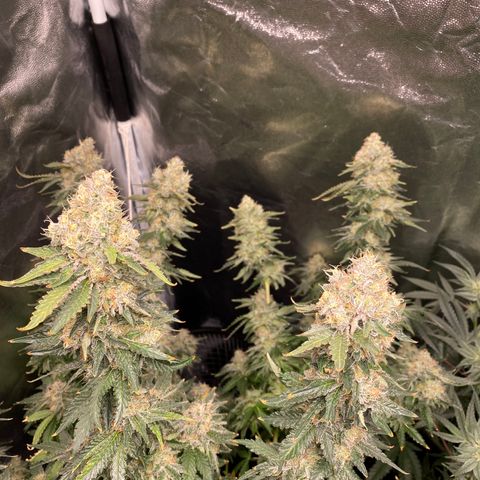 Cookies USA growlog timeline photo