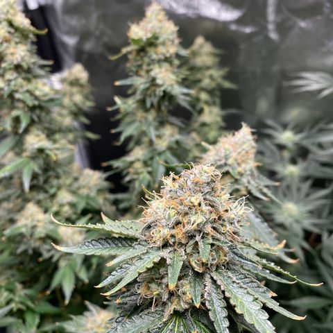Cookies USA growlog timeline photo