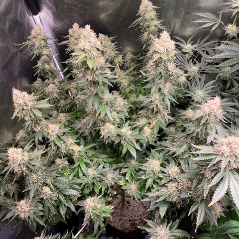 Cookies USA growlog timeline photo