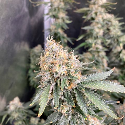 Cookies USA growlog timeline photo