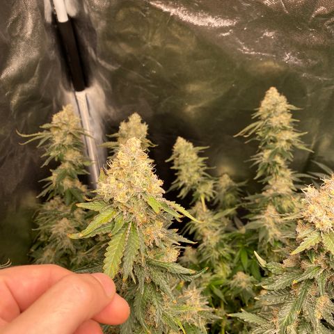 Cookies USA growlog timeline photo