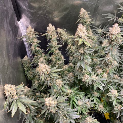 Cookies USA growlog timeline photo