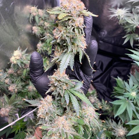 Cookies USA growlog timeline photo