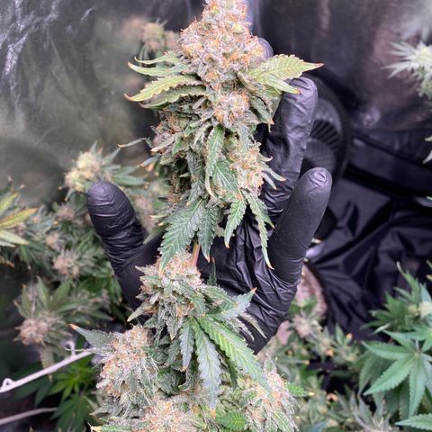 Cookies USA growlog timeline photo