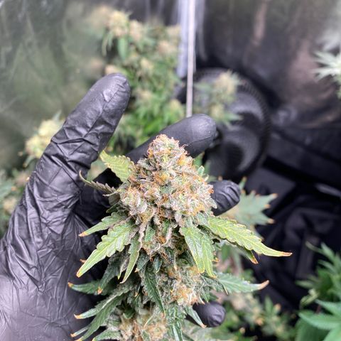 Cookies USA growlog timeline photo