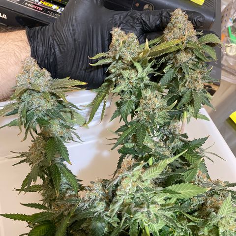 Cookies USA growlog timeline photo