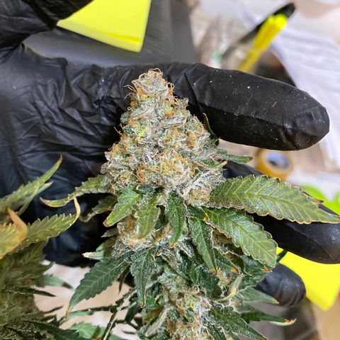 Cookies USA growlog timeline photo