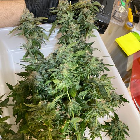 Cookies USA growlog timeline photo