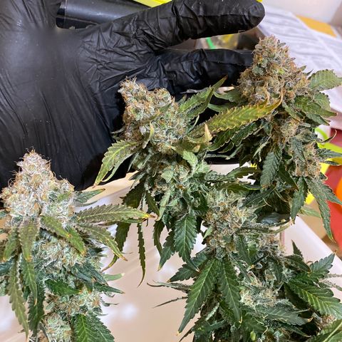 Cookies USA growlog timeline photo