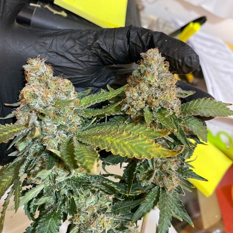 Cookies USA growlog timeline photo
