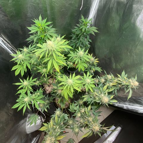 Cookies USA growlog timeline photo