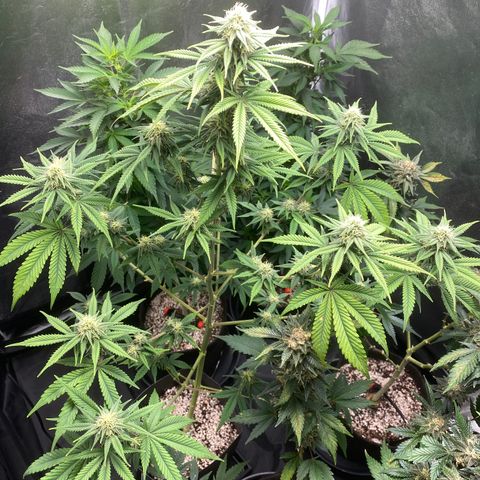 Cookies USA growlog timeline photo