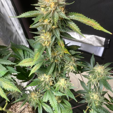 Cookies USA growlog timeline photo